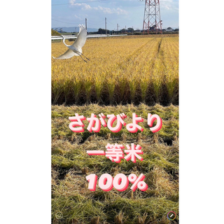 ⭐️新米令和5年産1等米⭐️佐賀県産さがびより10k(5k×2袋)(米/穀物)