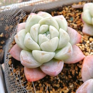 現品☆めちゃ可愛♡韓国苗　エケベリア　アイシーグリーン　多肉植物　抜き苗　【小】(その他)