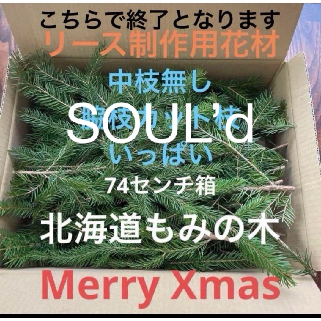北海道もみの木　生花　クリスマス花材　74センチ箱花材フラワー素材ドライフラワー