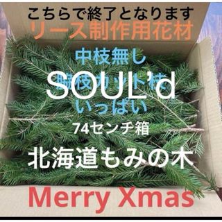 北海道もみの木　生花　クリスマス花材　74センチ箱(ドライフラワー)