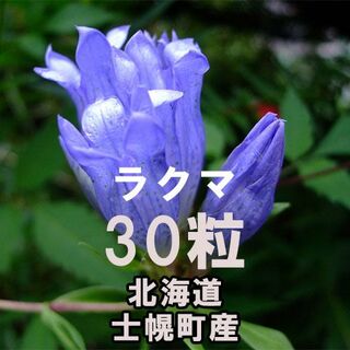 エゾリンドウ 種子 30粒 北海道士幌町産 山野草(その他)