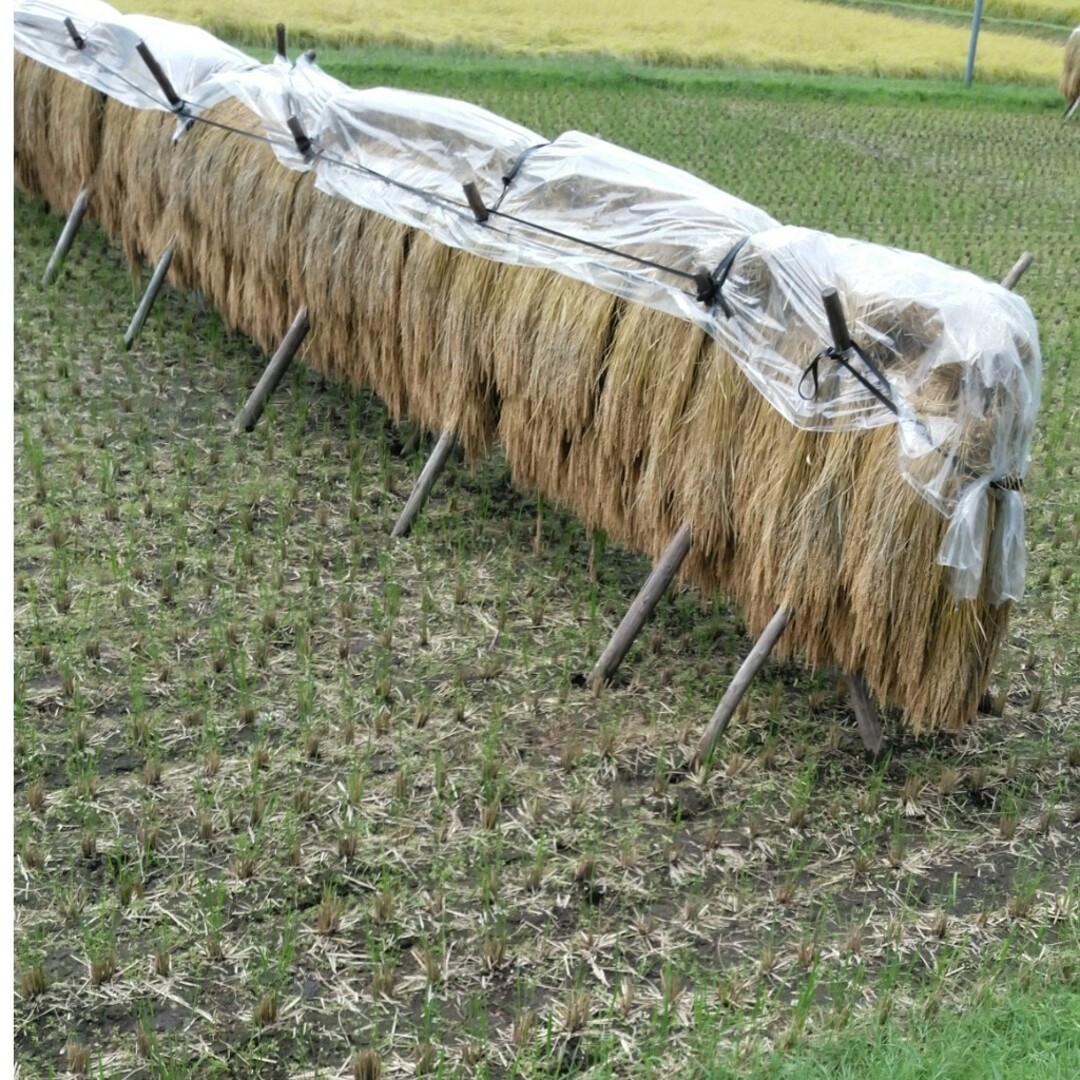 新米令和5年産栃木県特一等米コシヒカリ３０キロ玄米３０キロ無農薬のお米 食品/飲料/酒の食品(米/穀物)の商品写真