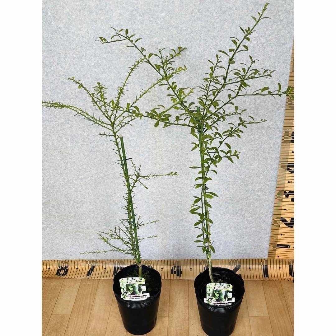 買蔵楽天 フィンガーライム接木苗／2鉢セット 1年生 植物✴︎柑橘苗