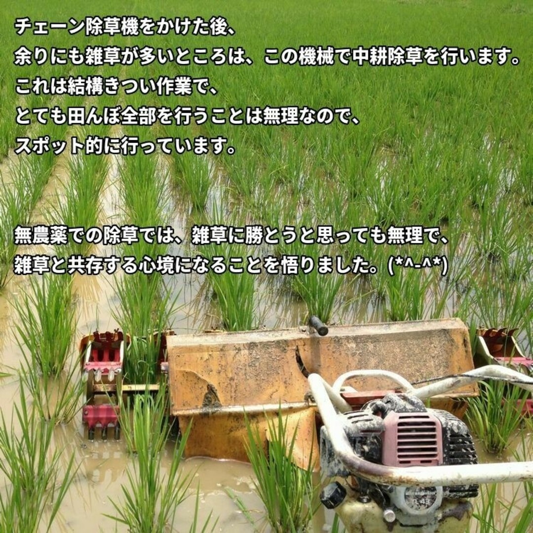 令和5年産 新米【選べる無農薬米 [玄米]・2kg５個 】無農薬栽培米食品/飲料/酒