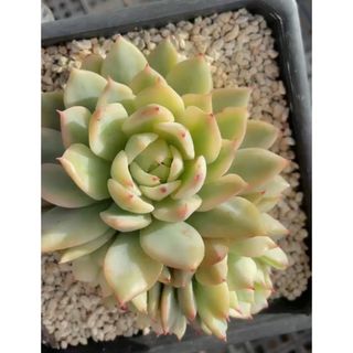 Echeveria 'prism錦　多肉植物(その他)