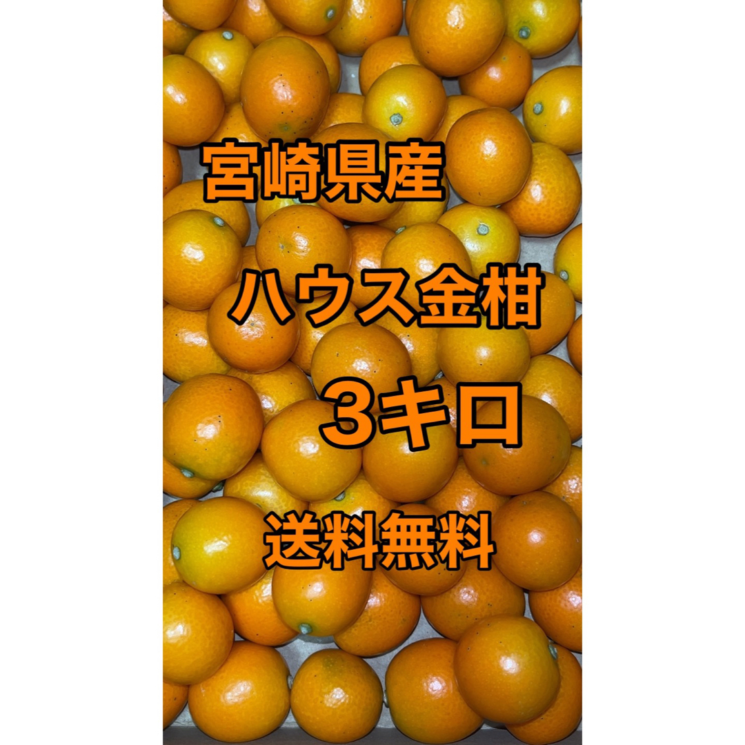 宮崎県産　ハウス金柑　箱込3キロ　サイズS〜Mクラス 食品/飲料/酒の食品(フルーツ)の商品写真