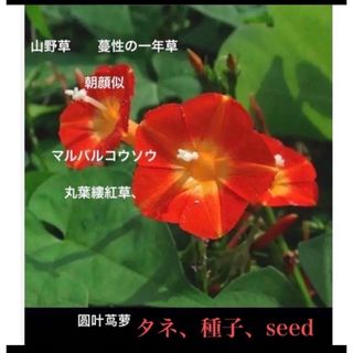 マルバルコウソウ  丸葉縷紅草、  タネ、種子、seed  30粒、圆叶茑萝　種(その他)