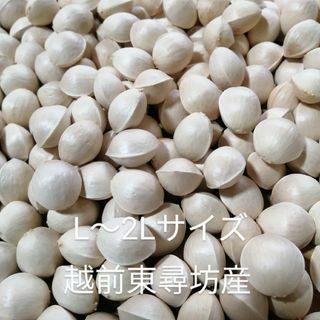 大粒銀杏　L～2Lサイズ　無農薬・無漂白 500g　越前東尋坊産(野菜)