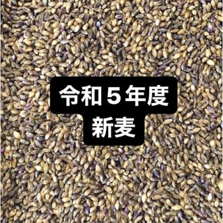 令和５年度産もち麦（ダイシモチ）900g(米/穀物)