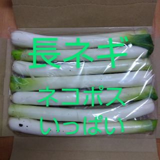 長ネギ　ネコポスいっぱい7本程　農薬不使用(野菜)