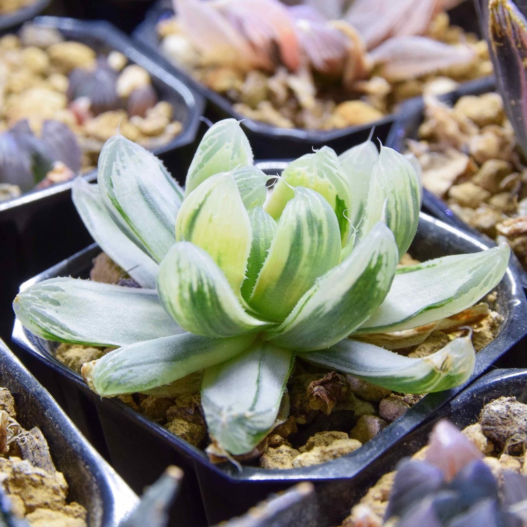 当店一番人気】 ハオルチア 白銀の露 極小カット苗(カキ仔) 植物/観葉