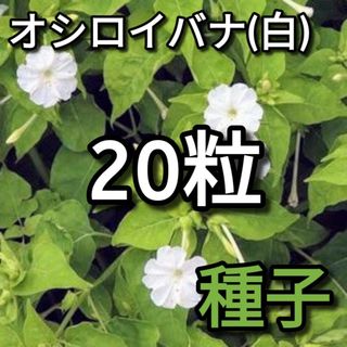 オシロイバナ 白花種の種子 20粒(その他)