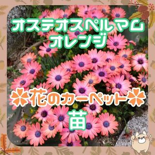 ✨みゆん様専用✿訳あり✨オステオスペルマム苗(G1）オレンジ✨花のカーペット(プランター)