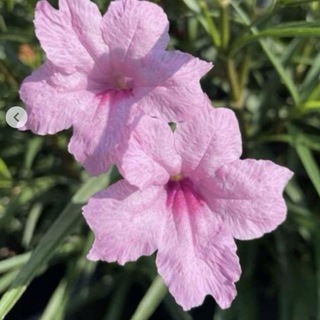昨年度取れた種　花　植物　低木　ヤナギバルイラソウ　ルエリア　ピンク　100粒(その他)