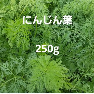 ③ にんじんの葉っぱ　人参葉　人参の葉っぱ250g　小動物　うさぎ　えさ(ペットフード)