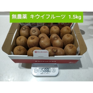 無農薬  キウイフルーツ  1.5kg(フルーツ)