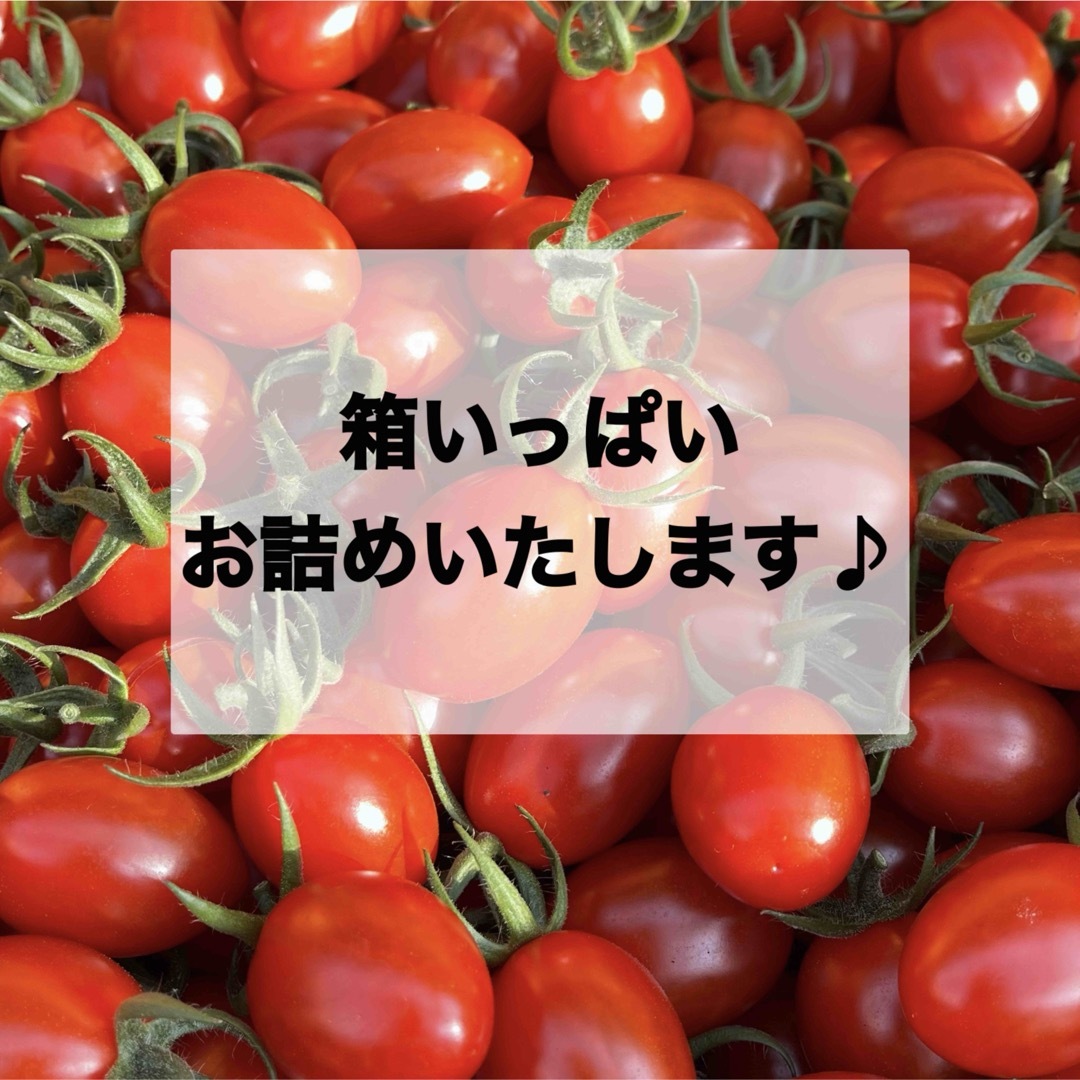 ソラリーノ　1kg　プリッとコクうま　新鮮　高糖度　ミニトマト 食品/飲料/酒の食品(野菜)の商品写真