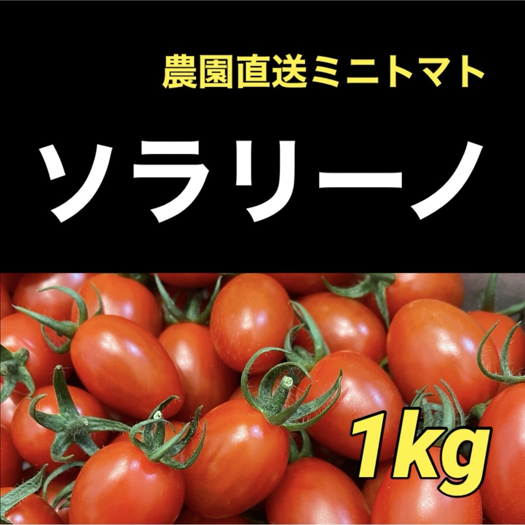 ソラリーノ　1kg　プリッとコクうま　新鮮　高糖度　ミニトマト 食品/飲料/酒の食品(野菜)の商品写真