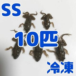 【国産】冷凍カエル 餌用 SS 10匹 胴長1.5~2cm ヌマガエル ヘビ用(爬虫類/両生類用品)