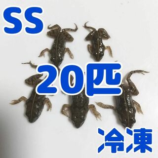 【国産】冷凍カエル 餌用 SS 20匹 胴長1.5~2cm ヌマガエル ヘビ用(爬虫類/両生類用品)