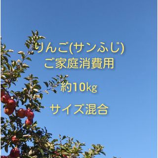 りんご(サンふじ)訳ありご家庭消費用 約10kg(フルーツ)