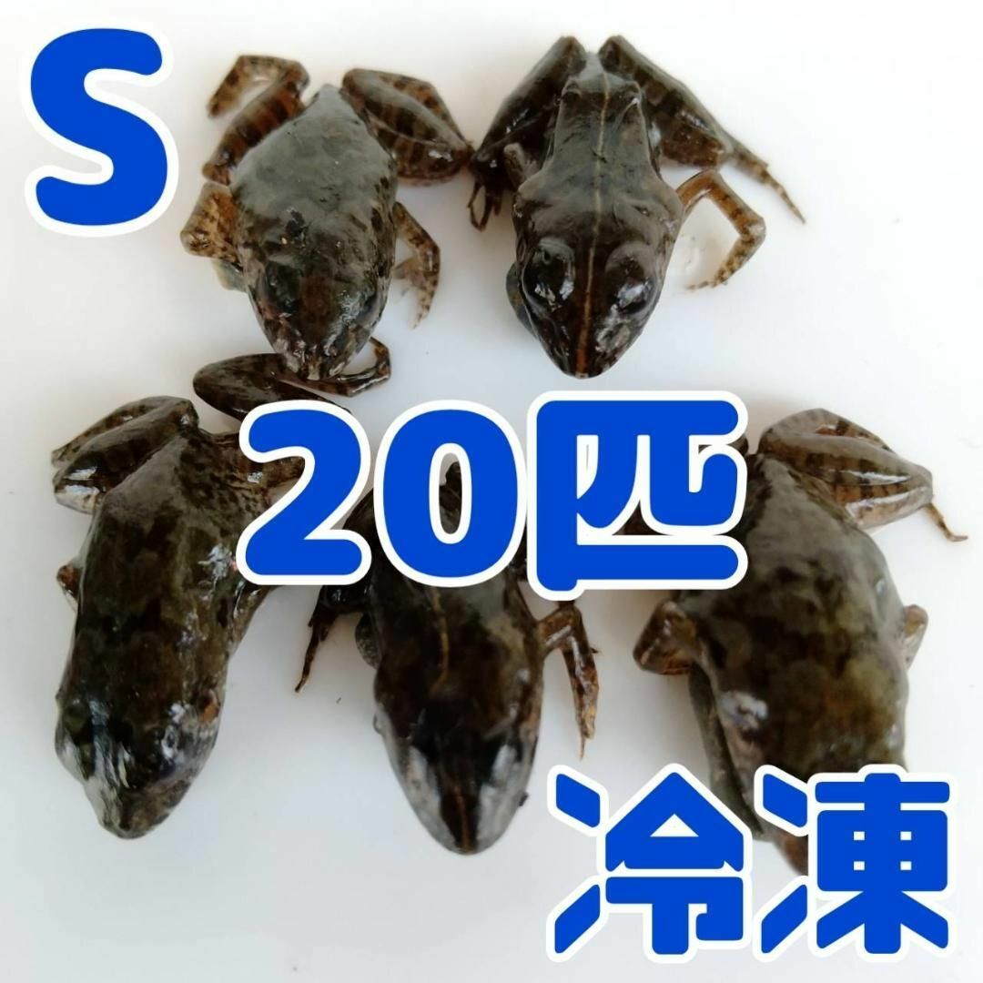 【国産】冷凍カエル 餌用 S 20匹 胴長2~2.5cm ヌマガエル ヘビ用 蛇 その他のペット用品(爬虫類/両生類用品)の商品写真