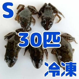 【国産】冷凍カエル 餌用 S 30匹 胴長2~2.5cm ヌマガエル ヘビ用 蛇(爬虫類/両生類用品)