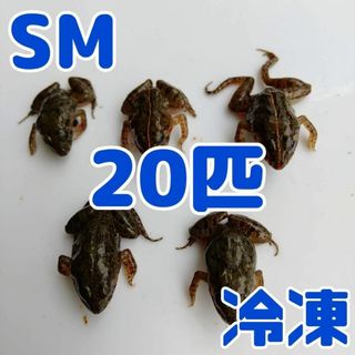 【国産】冷凍カエル 餌 SM 20匹 胴長2.5~3cm ヌマガエル ヘビ用 蛇(爬虫類/両生類用品)