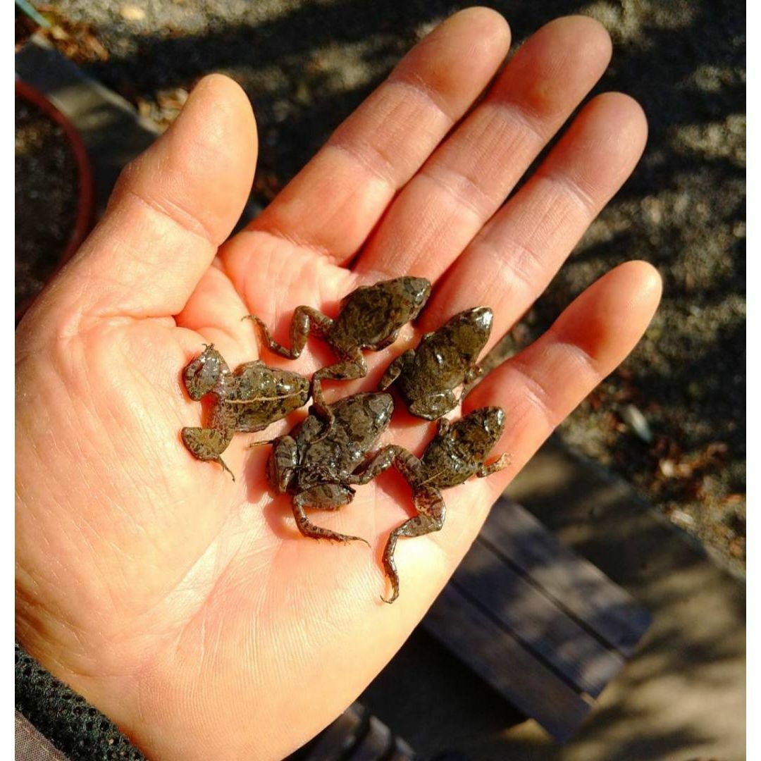 国産】冷凍カエル 餌 SM 30匹 胴長2.5~3cm ヌマガエル ヘビ用 蛇 国産】冷凍カエル 餌 SM 30匹 胴長2.5~3cm ヌマガエル ヘビ用 蛇