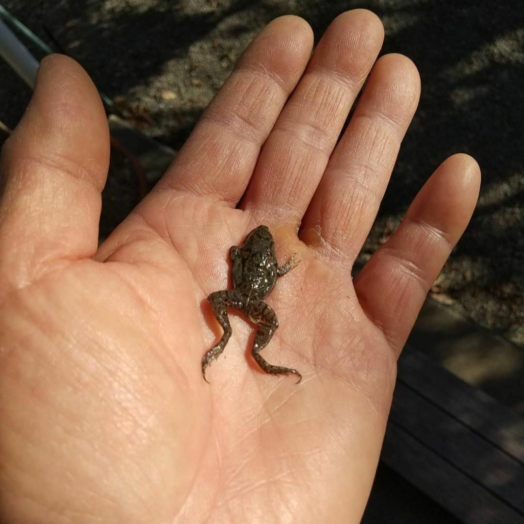 国産】冷凍カエル 餌 SM 30匹 胴長2.5~3cm ヌマガエル ヘビ用 蛇 国産】冷凍カエル 餌 SM 30匹 胴長2.5~3cm ヌマガエル ヘビ用 蛇