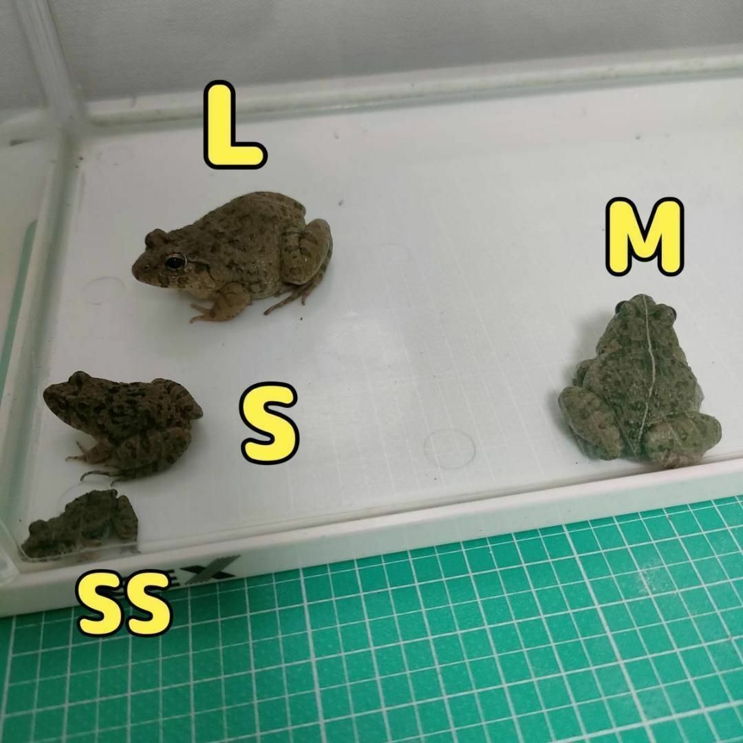 国産】冷凍カエル 餌 SM 30匹 胴長2.5~3cm ヌマガエル ヘビ用 蛇 国産】冷凍カエル 餌 SM 30匹 胴長2.5~3cm ヌマガエル ヘビ用 蛇