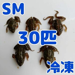 【国産】冷凍カエル 餌 SM 30匹 胴長2.5~3cm ヌマガエル ヘビ用 蛇(爬虫類/両生類用品)