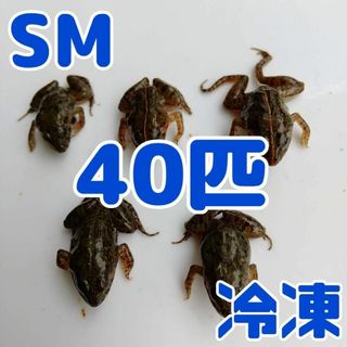 【国産】冷凍カエル 餌 SM 40匹 胴長2.5~3cm ヌマガエル ヘビ用 蛇(爬虫類/両生類用品)