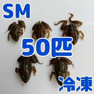 【国産】冷凍カエル 餌 SM 50匹 胴長2.5~3cm ヌマガエル ヘビ用 蛇(爬虫類/両生類用品)