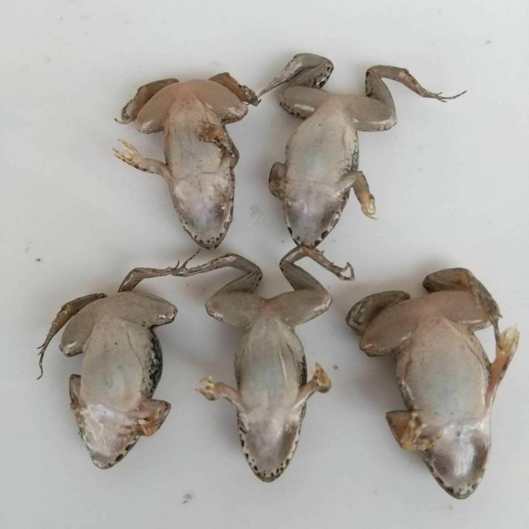 国産】冷凍カエル 餌 M 10匹 胴長3~4cm ヌマガエル ヘビ用 蛇 国産】冷凍カエル 餌 M 10匹 胴長3~4cm ヌマガエル ヘビ用 蛇
