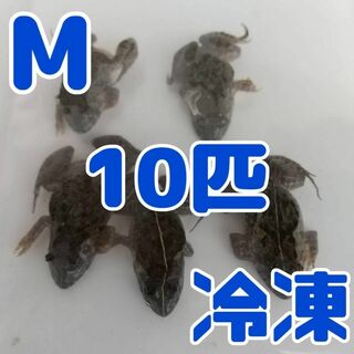 【国産】冷凍カエル 餌 M 10匹 胴長3~4cm ヌマガエル ヘビ用 蛇 エサ(爬虫類/両生類用品)