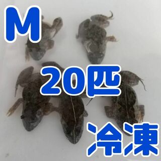 【国産】冷凍カエル 餌 M 20匹 胴長3~4cm ヌマガエル ヘビ用 蛇 エサ(爬虫類/両生類用品)