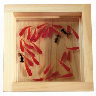 金魚 プレミアム ミニチュア フィギュア ジオラマ 桧 樹脂 3D アート 置物(ミニチュア)