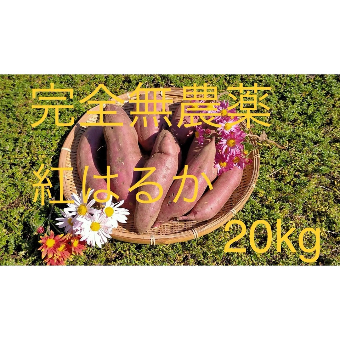 【完熟完了セール】 さつまいも　紅はるか　20kg  茨城県産　 食品/飲料/酒の食品(野菜)の商品写真