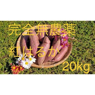 【完熟完了セール】 さつまいも　紅はるか　20kg  茨城県産　(野菜)