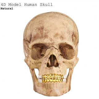 シュプリーム(Supreme)のSupreme 4D Model Human Skull(模型/プラモデル)