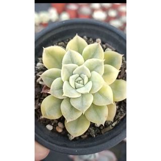 Echeveria 'Alfred'/Moon Fairy'錦(その他)