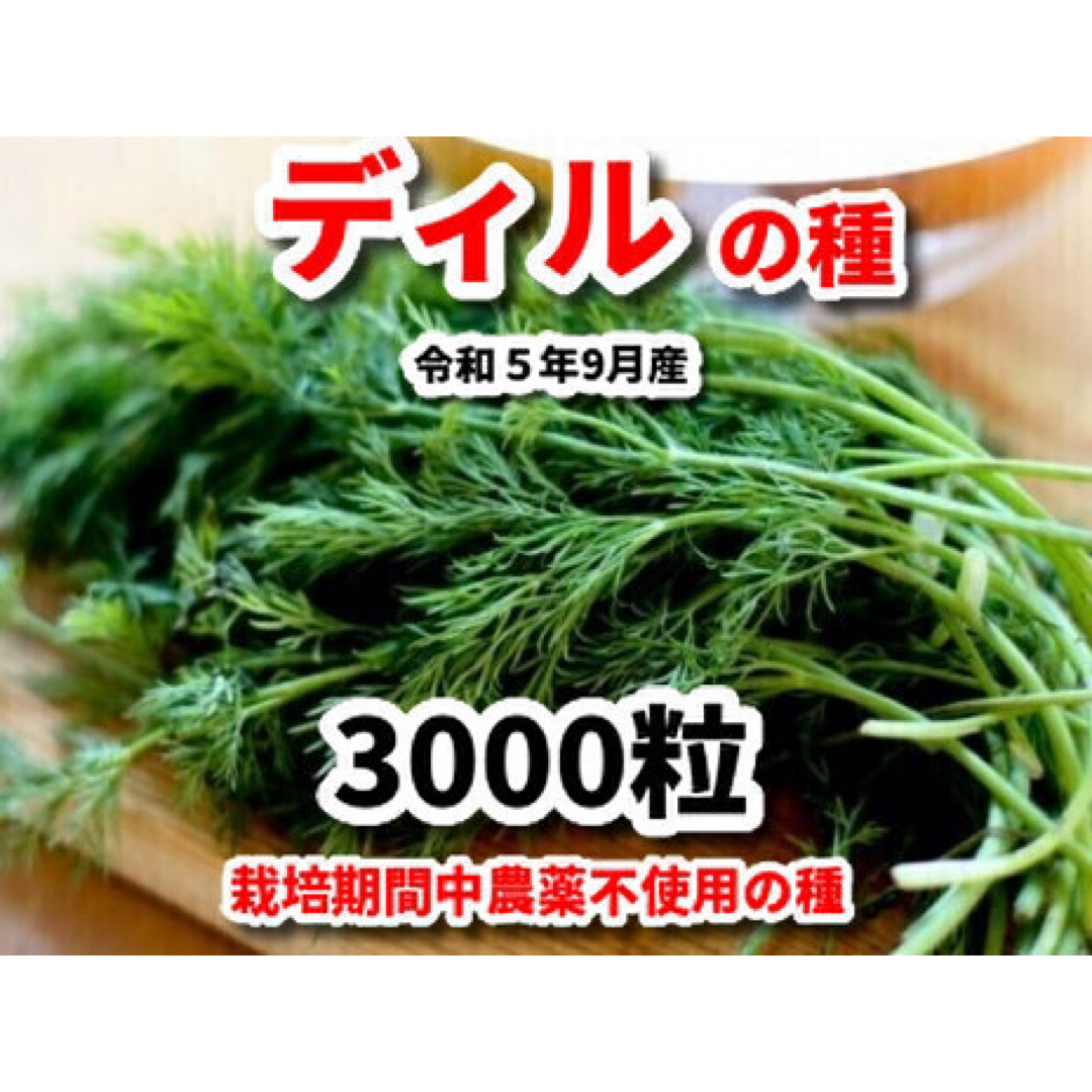 ディルの種【3000粒】★栽培期間中農薬不使用の種・令和5年9月産 食品/飲料/酒の食品(野菜)の商品写真