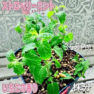 ストロベリーミント　株分け　苗　しっかり茎　いちごの香り　ミント　ハーブ(その他)