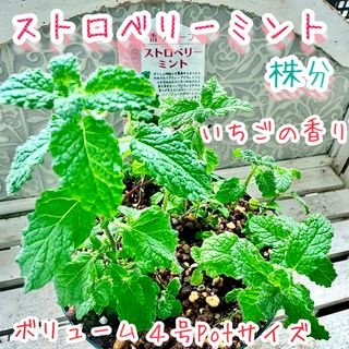 ストロベリーミント　株分　苗　ボリュームしっかり茎　いちごの香り　ミント　ハーブ(その他)