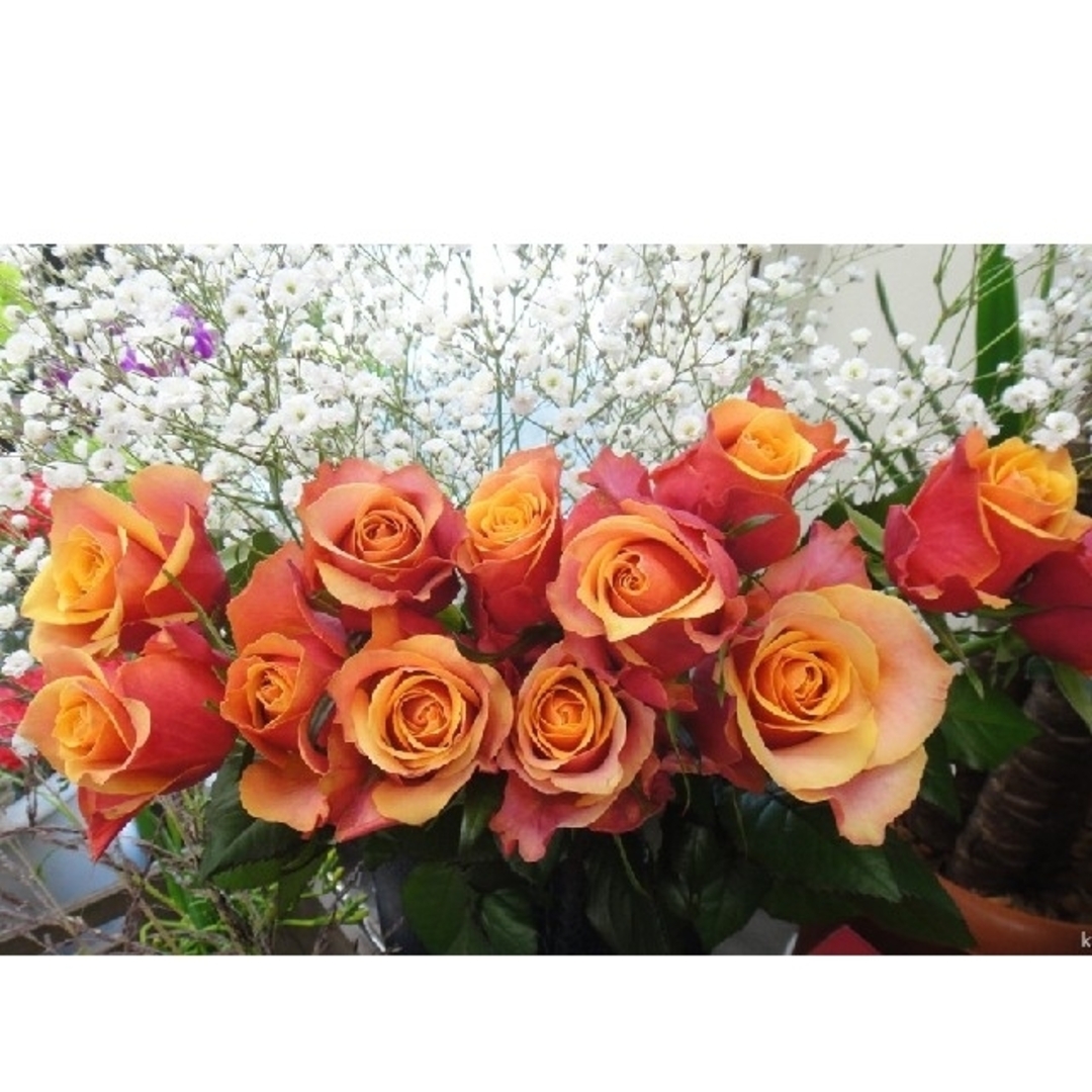 🌼レア輸入切り花種バラ苗🌼チェリーブラン○ー🌼発色鮮やか 🌼レア輸入切り花種バラ苗🌼チェリーブラン○ー🌼発色鮮やか