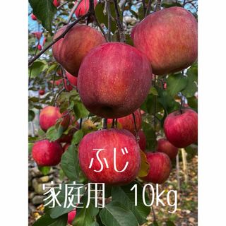 信州産　ふじ　家庭用　10kg(フルーツ)