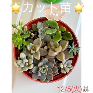 多肉植物❤︎寄せ植え❤︎カット苗❤︎おまけ付き♪(その他)