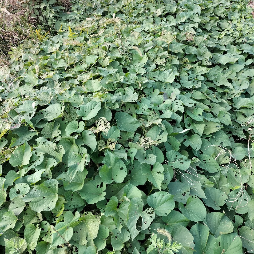 自然農　さつまいも　紅はるか　べにはるか 食品/飲料/酒の食品(野菜)の商品写真