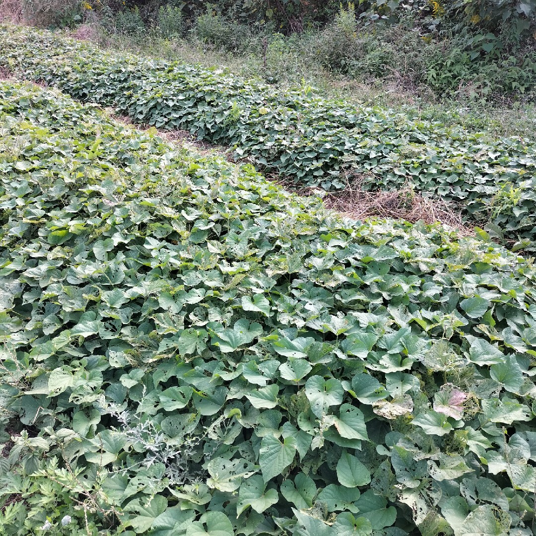 自然農　さつまいも　紅はるか　べにはるか 食品/飲料/酒の食品(野菜)の商品写真